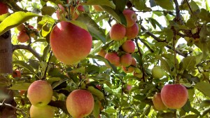 Vermont hard cider apples